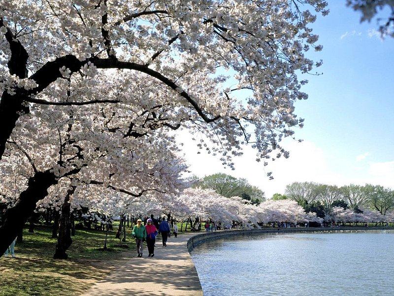 Cherry trees in blossom along the water's edge in spring